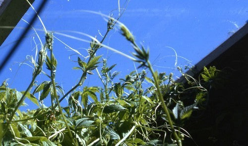 Olive cucumber