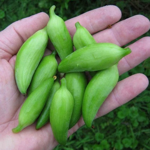 Olive cucumber