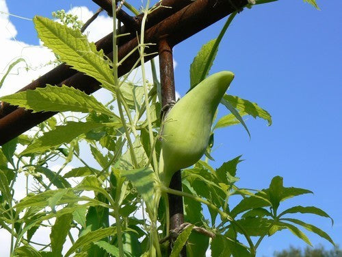 Olive cucumber