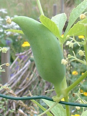 Olive cucumber