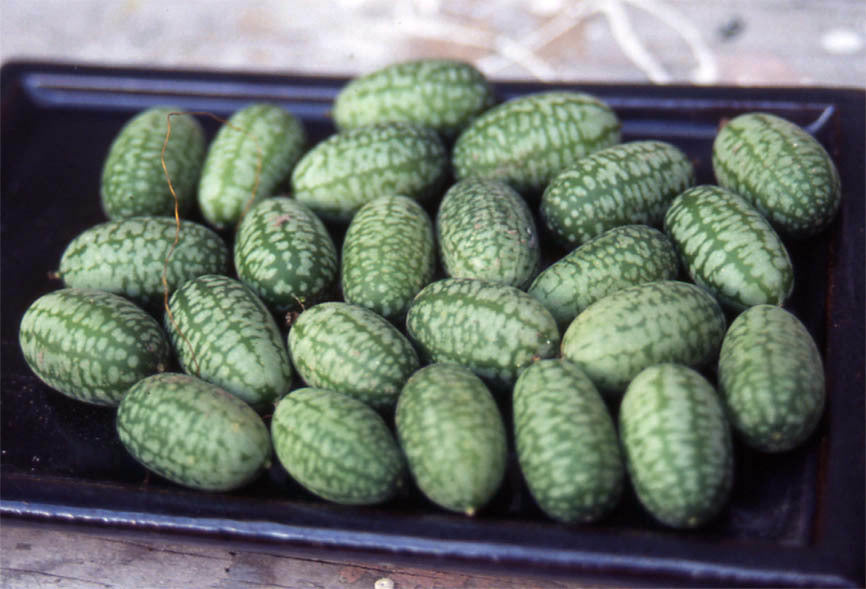 Cucamelon 'Marble' / 'Sandia'