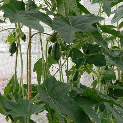 Cucamelon 'Marble' / 'Sandia'