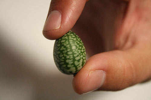 Cucamelon 'Marble' / 'Sandia'