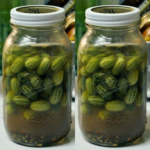 Cucamelon 'Marble' / 'Sandia'