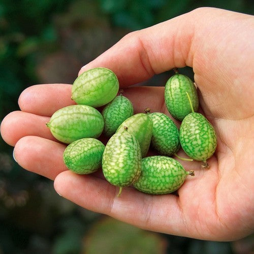 Cucamelon 'Marble' / 'Sandia'