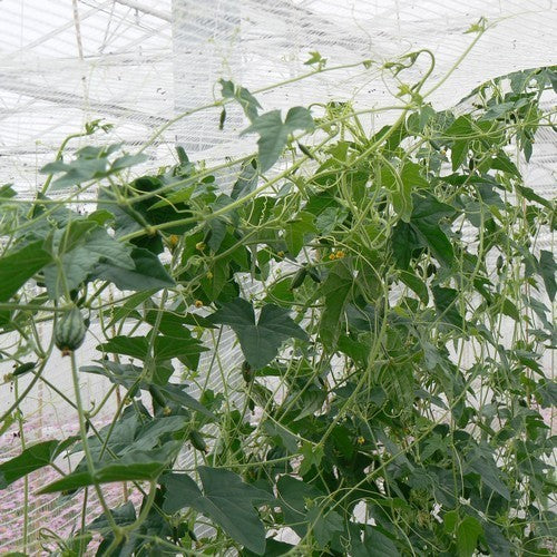 Cucamelon 'Marble' / 'Sandia'