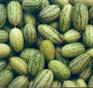 Cucamelon 'Marble' / 'Sandia'