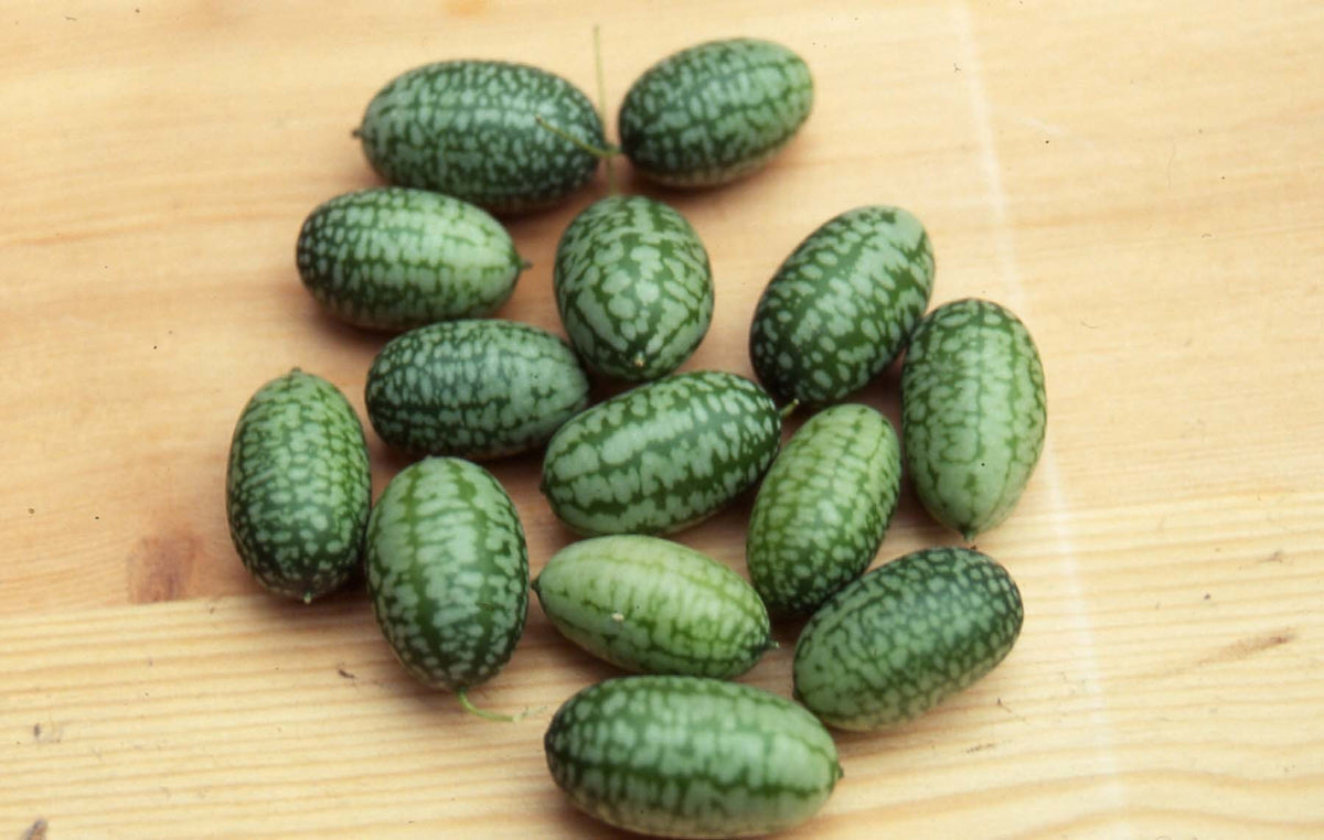 Cucamelon 'Marble' / 'Sandia'