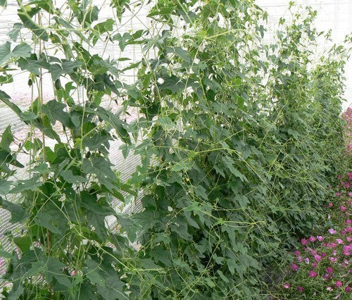 Cucamelon 'Marble' / 'Sandia'