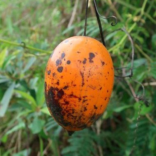 Passion fruit
