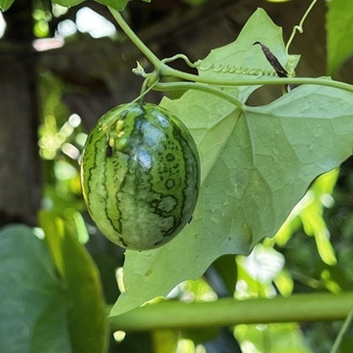 Passion fruit
