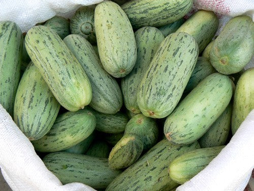 Melon Cucumber 'Antepin en Iyisi' / 'Acur Badem'
