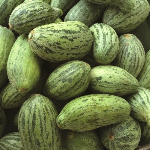 Melon Cucumber 'Antepin en Iyisi' / 'Acur Badem'