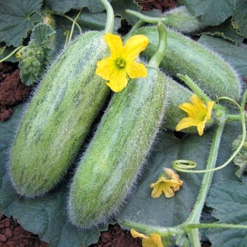 Melon Cucumber 'Antepin en Iyisi' / 'Acur Badem'