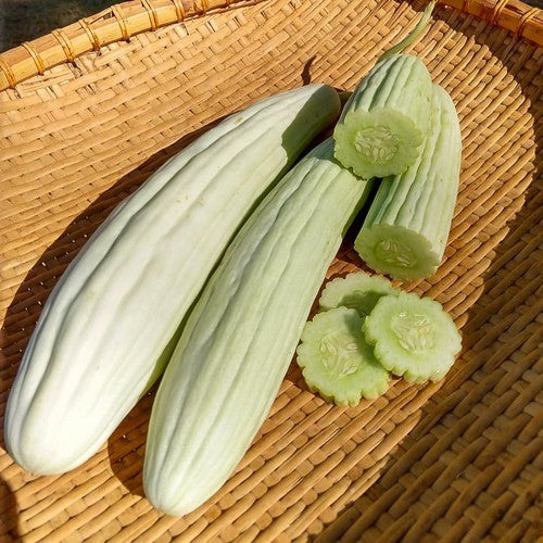 Meloenkomkommer 'Tortarello Abruzzese Light Green' / 'Armeni'