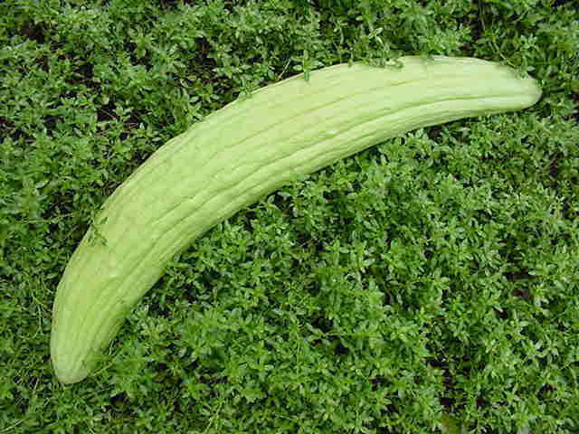 Meloenkomkommer 'Tortarello Abruzzese Light Green' / 'Armeni'