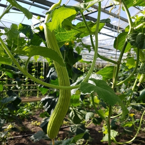 Meloenkomkommer 'Tortarello Abruzzese Light Green' / 'Armeni'