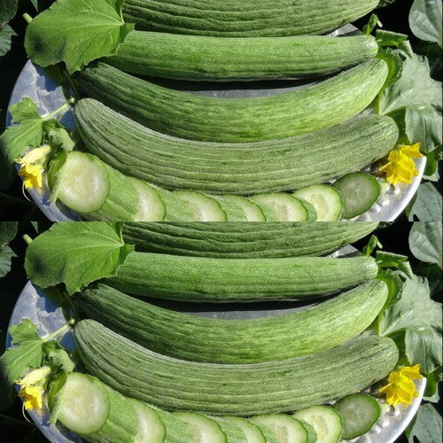 Meloenkomkommer 'Tortarello Abruzzese Light Green' / 'Armeni'