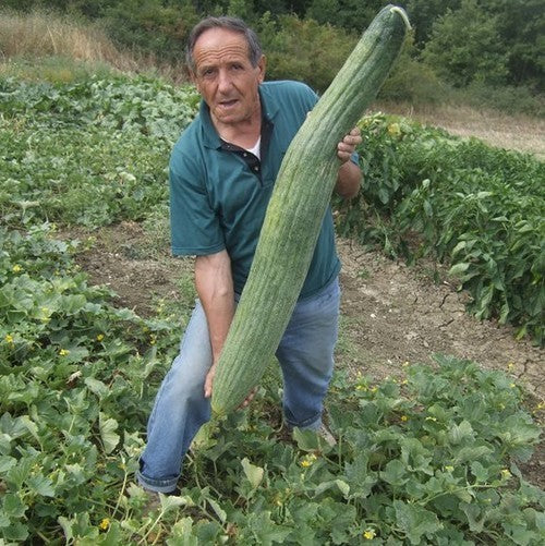 Meloenkomkommer 'Tortarello Abruzzese Light Green' / 'Armeni'