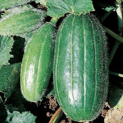 Meloenkomkommer 'Carosello Spuredda Leccesse'