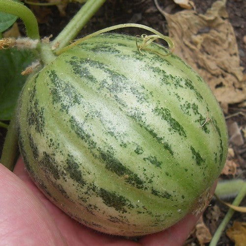 Meloenkomkommer 'Carosello Tondo di Manduria'