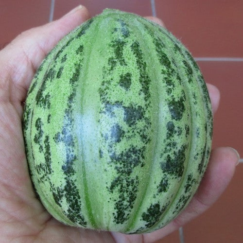 Meloenkomkommer 'Carosello Tondo di Manduria'