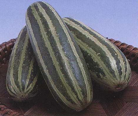 Meloenkomkommer 'Mira' F1 / 'Pickles' F1