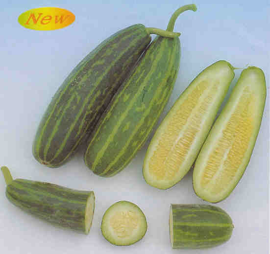 Meloenkomkommer 'Mira' F1 / 'Pickles' F1