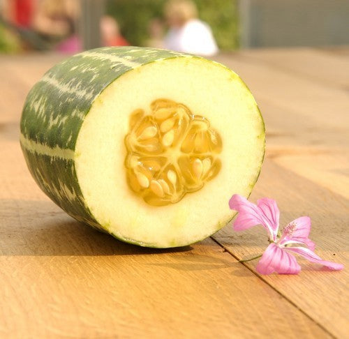 Meloenkomkommer 'Mira' F1 / 'Pickles' F1