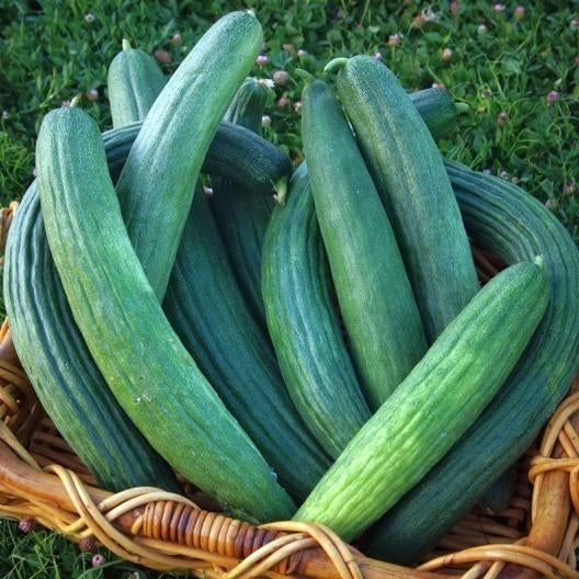Melon Cucumber 'Tortarello Barese Dark Green'