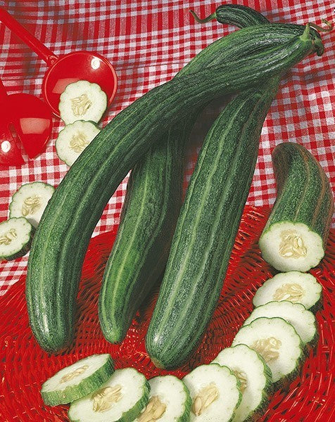 Melon Cucumber 'Tortarello Barese Dark Green'
