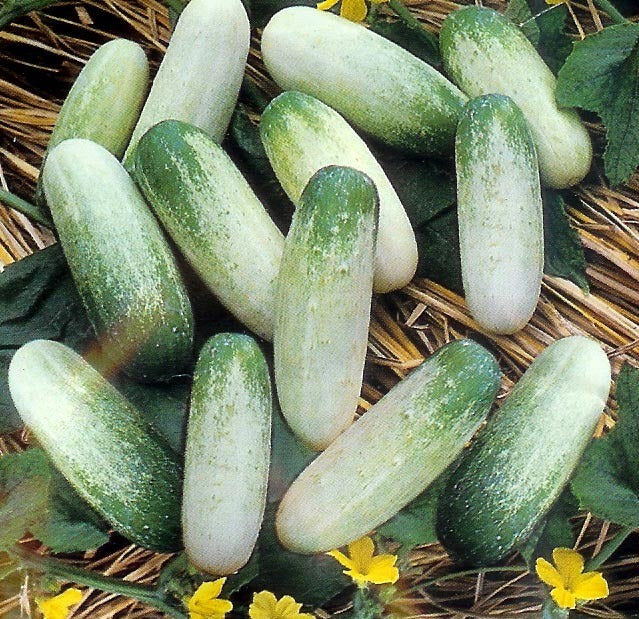 Surinamese Cucumber 'Kiros' F1