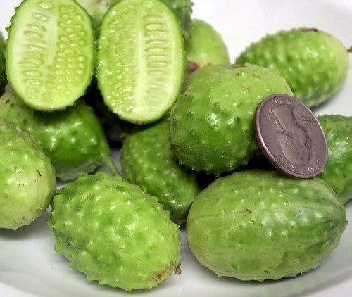 oeraugurkje 'West India(n) Burr Gherkin'