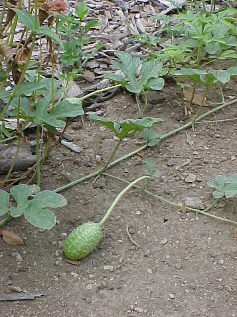 oeraugurkje 'West India(n) Burr Gherkin'