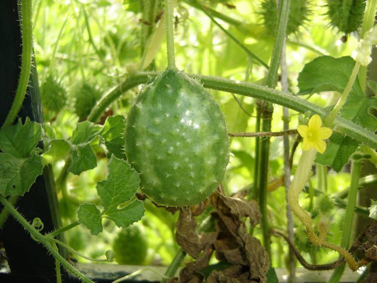 oeraugurkje 'West India(n) Burr Gherkin'