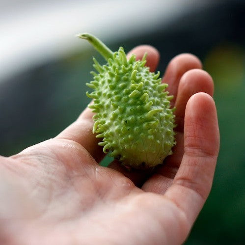oeraugurkje 'West India(n) Burr Gherkin'