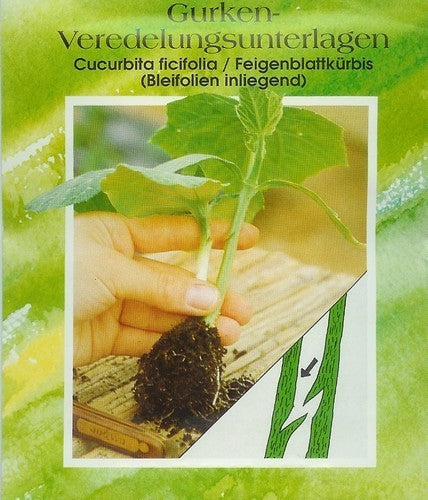 Onderstam voor Komkommer