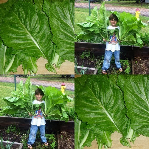 Amsoi 'Green Giant' / 'Florida Broadleaf'