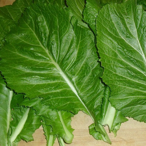 Amsoi 'Green Giant' / 'Florida Broadleaf'