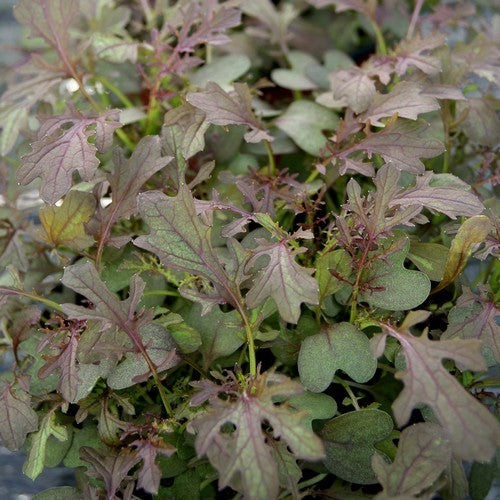 Amsoi 'Fringed Leaved Red'