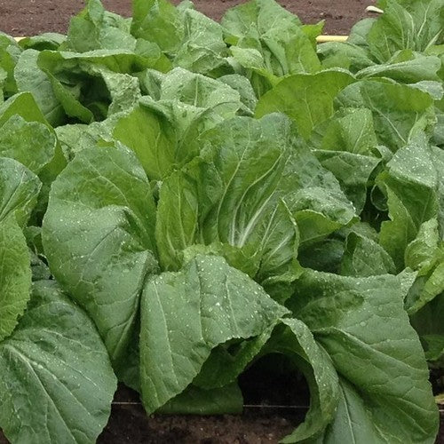 Amsoi 'Hoshi' F1