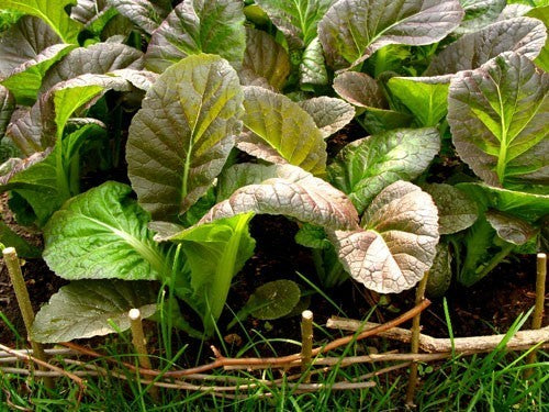 Amsoi 'King Mustard'