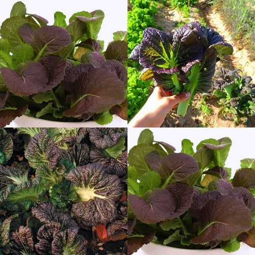Amsoi 'Osaka Purple'