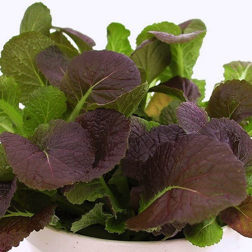 Amsoi 'Osaka Purple'