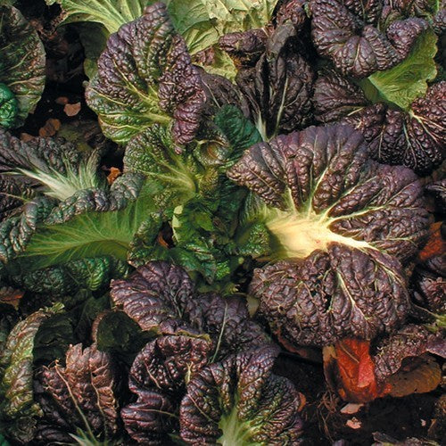Amsoi 'Osaka Purple'