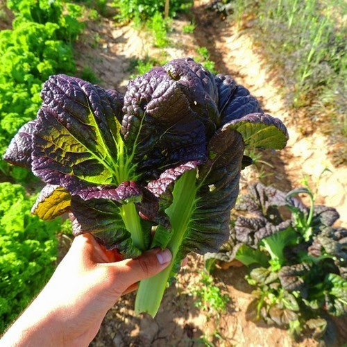 Amsoi 'Osaka Purple'