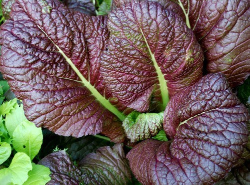 Amsoi 'Red Giant'