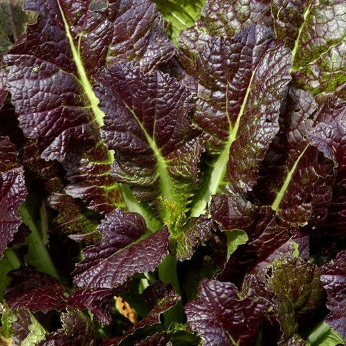 Amsoi 'Red Giant'