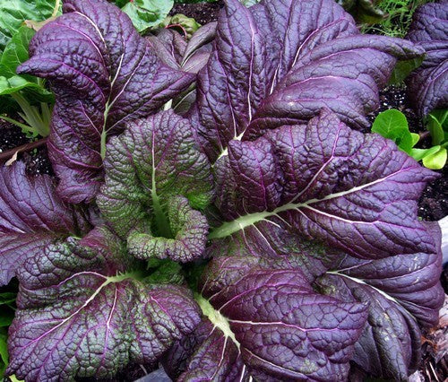 Amsoi 'Red Giant'