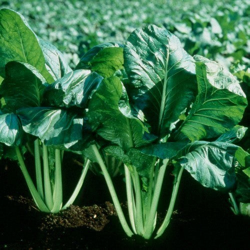Amsoi 'Savanna' F1